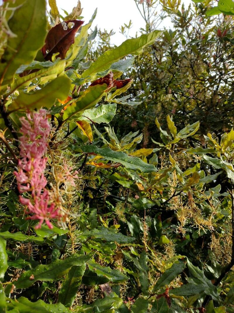 Macadamia tetraphylla habit