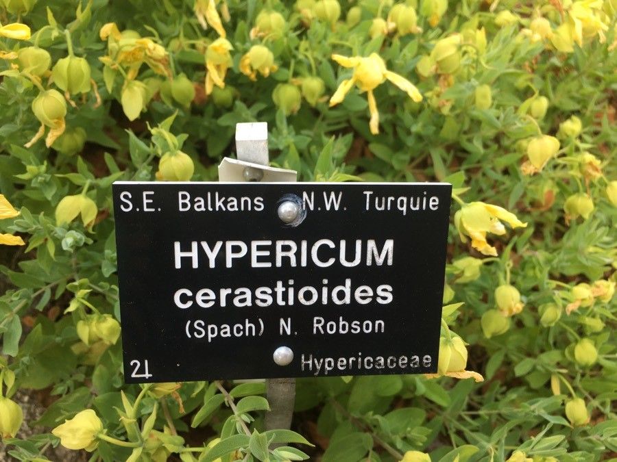 Hypericum cerastioides fruit