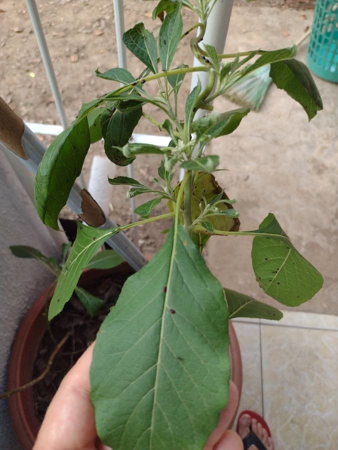 Gymnanthemum amygdalinum leaf