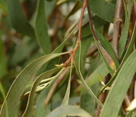 Hakea laurina — clay tolerant houseplant