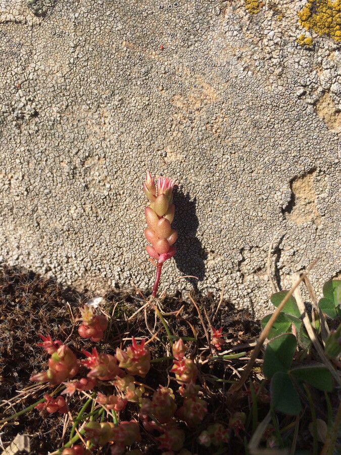Sedum caespitosum leaf