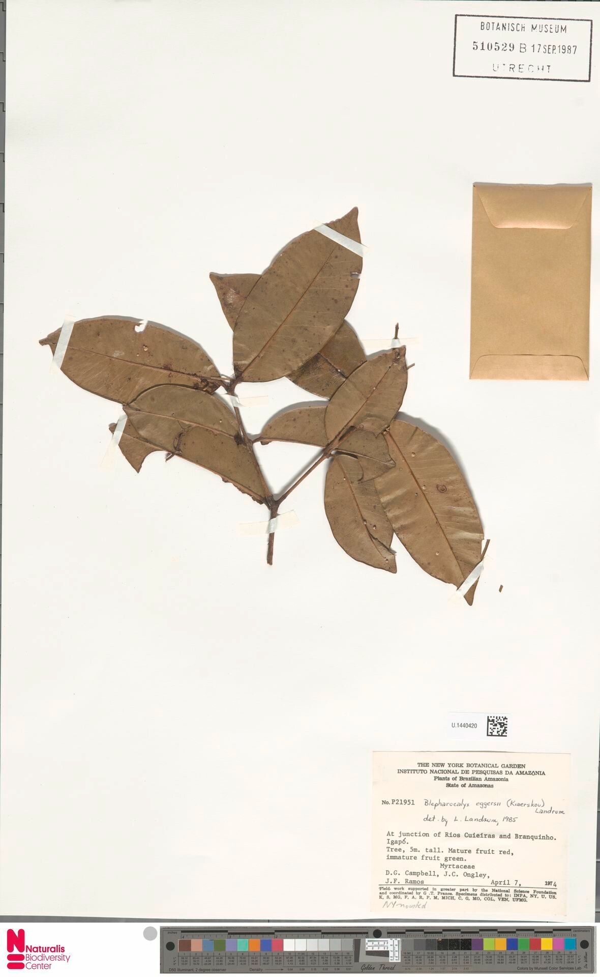 Blepharocalyx eggersii leaf