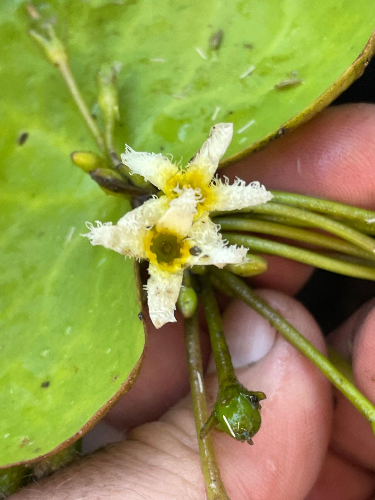 Nymphoides brevipedicellata — related species from the same genus