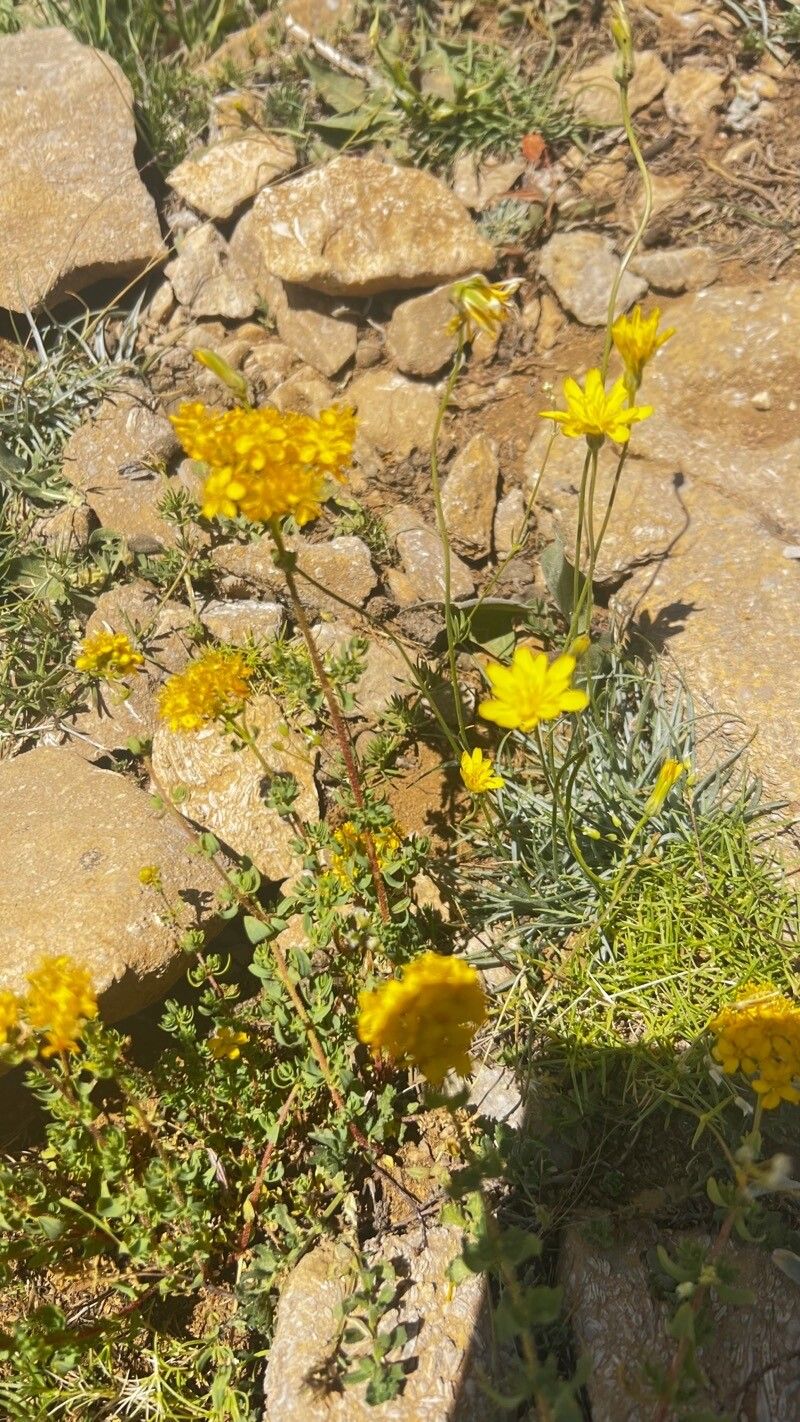 Eriophyllum confertiflorum — related species from the same genus