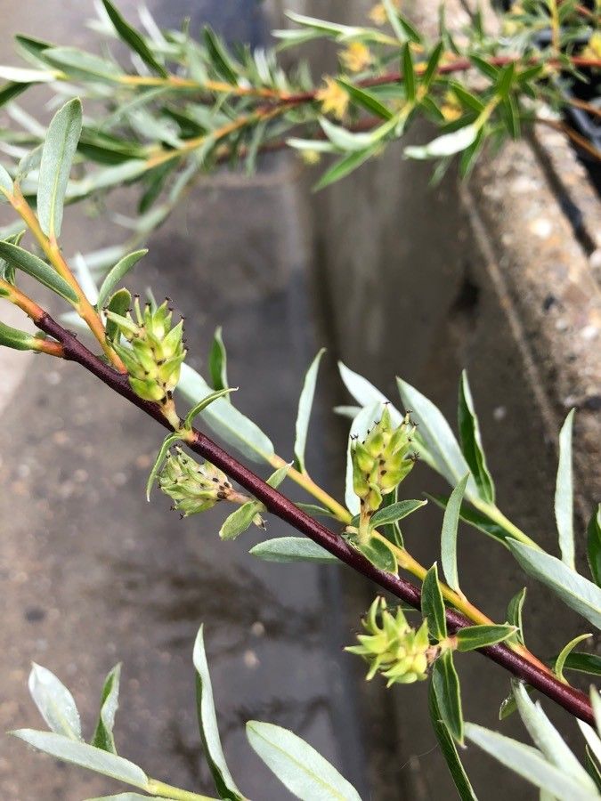Salix rosmarinifolia fruit