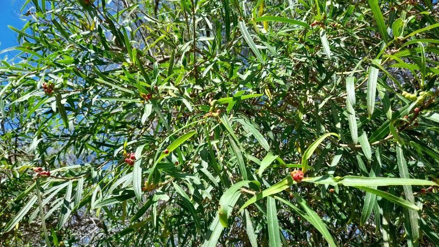 Salix humboldtiana — flood tolerant houseplant
