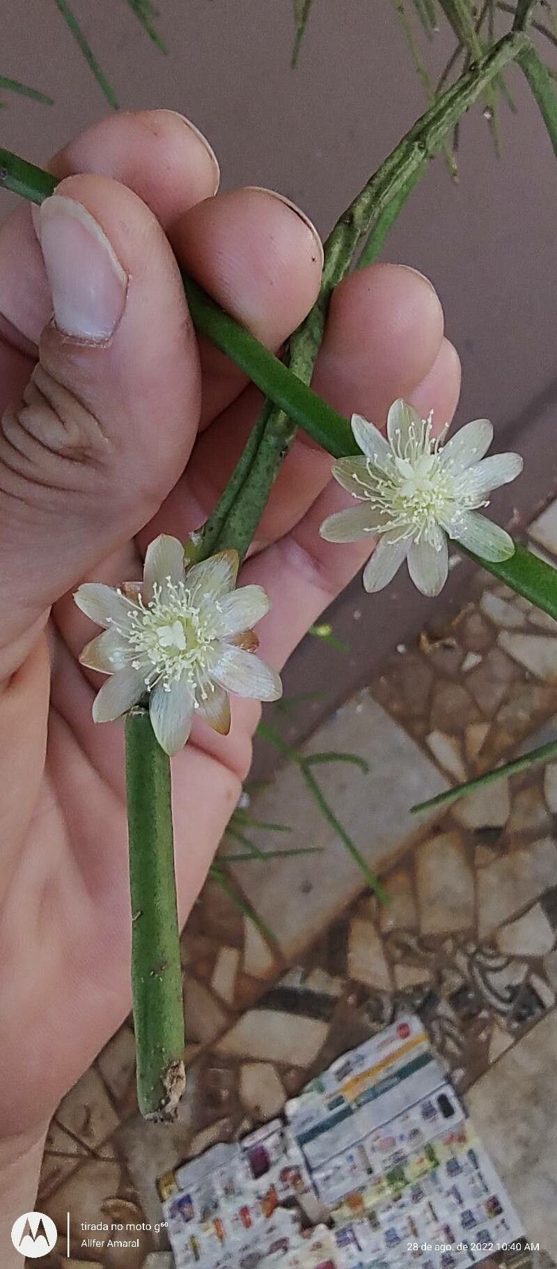 Rhipsalis grandiflora flower