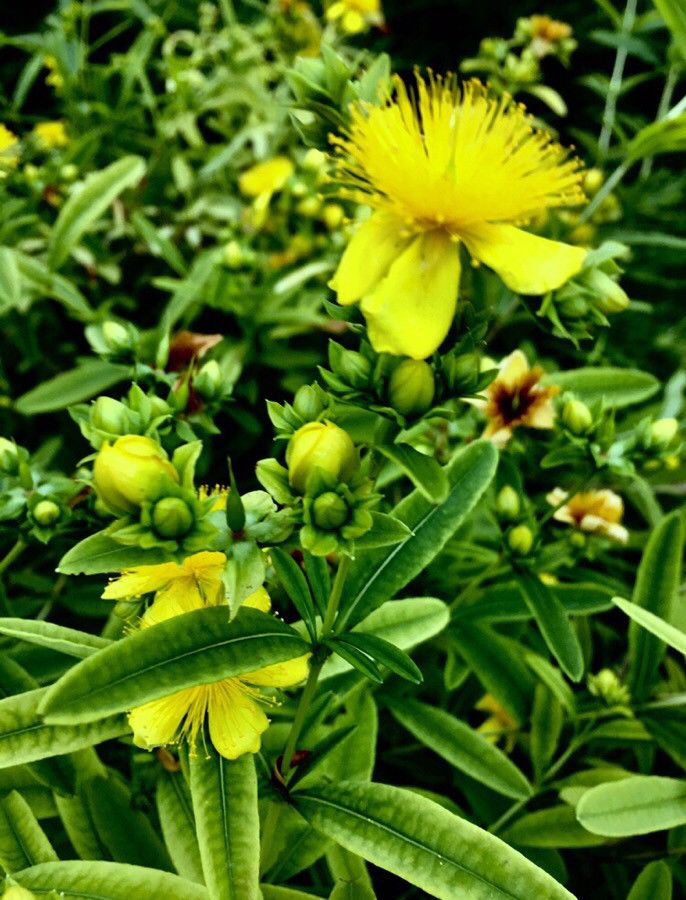 Hypericum kalmianum fruit