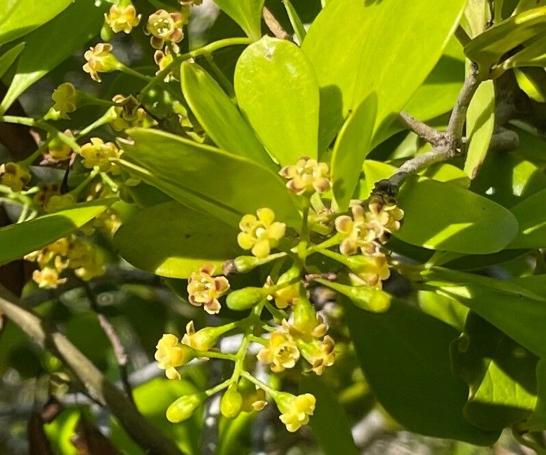 Jacquinia proctorii flower