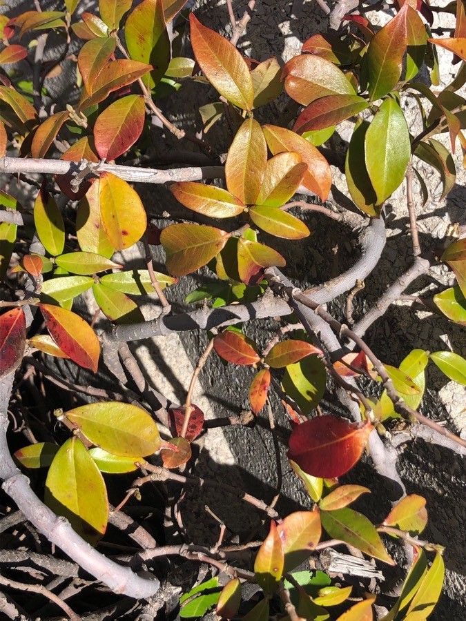 Ficus ingens — search result for 'Kenya'