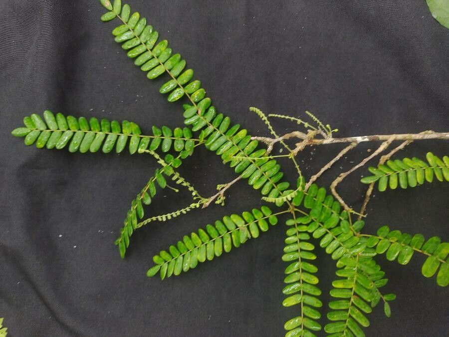 Rourea bahiensis — related species from the same genus