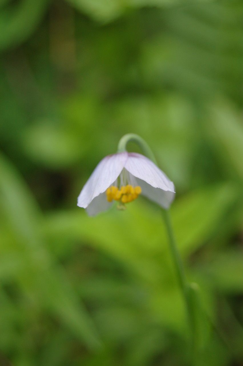 Meconopsis polygonoides flower