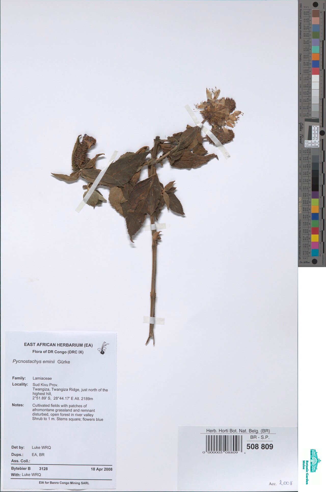 Coleus eminii — houseplant care guide