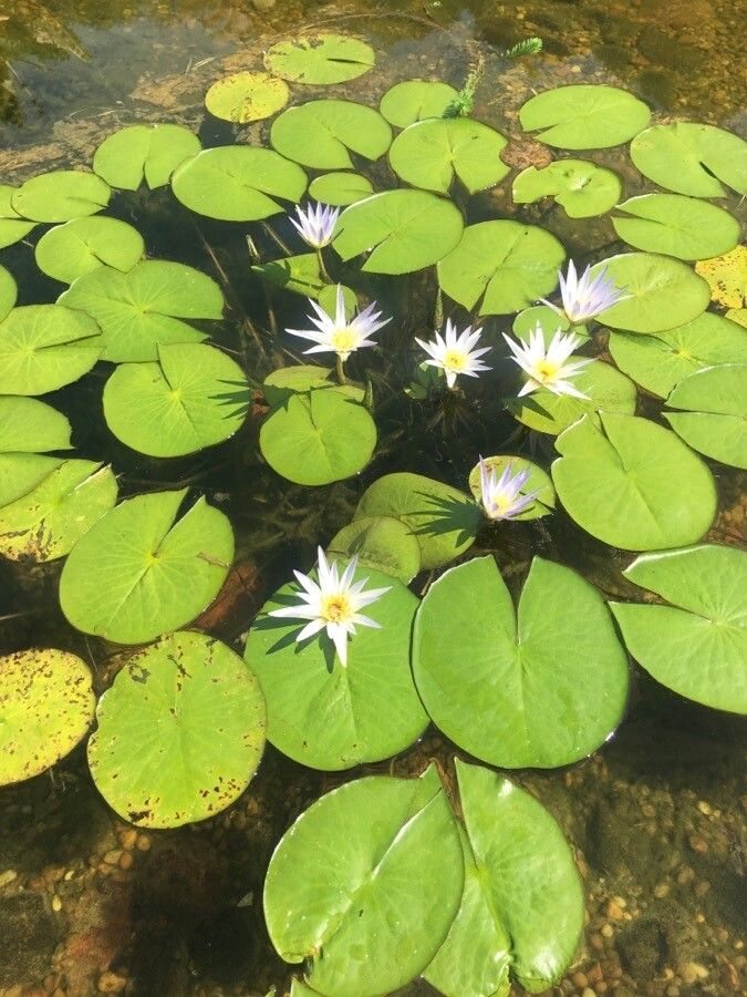 Nymphaea ampla habit