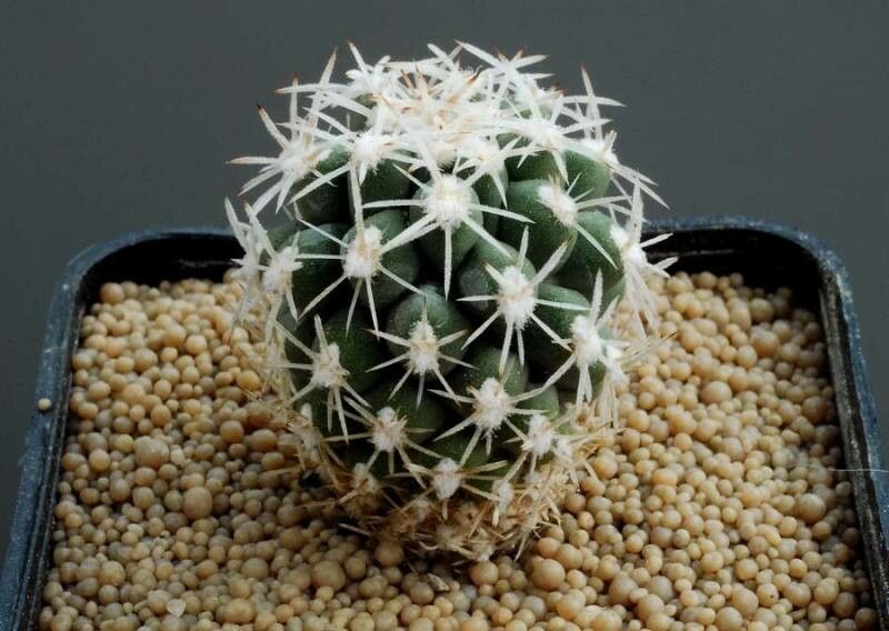 Sclerocactus pubispinus habit