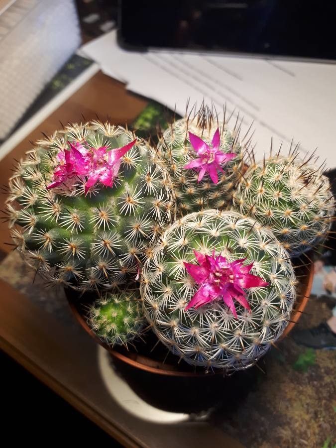 Mammillaria haageana leaf