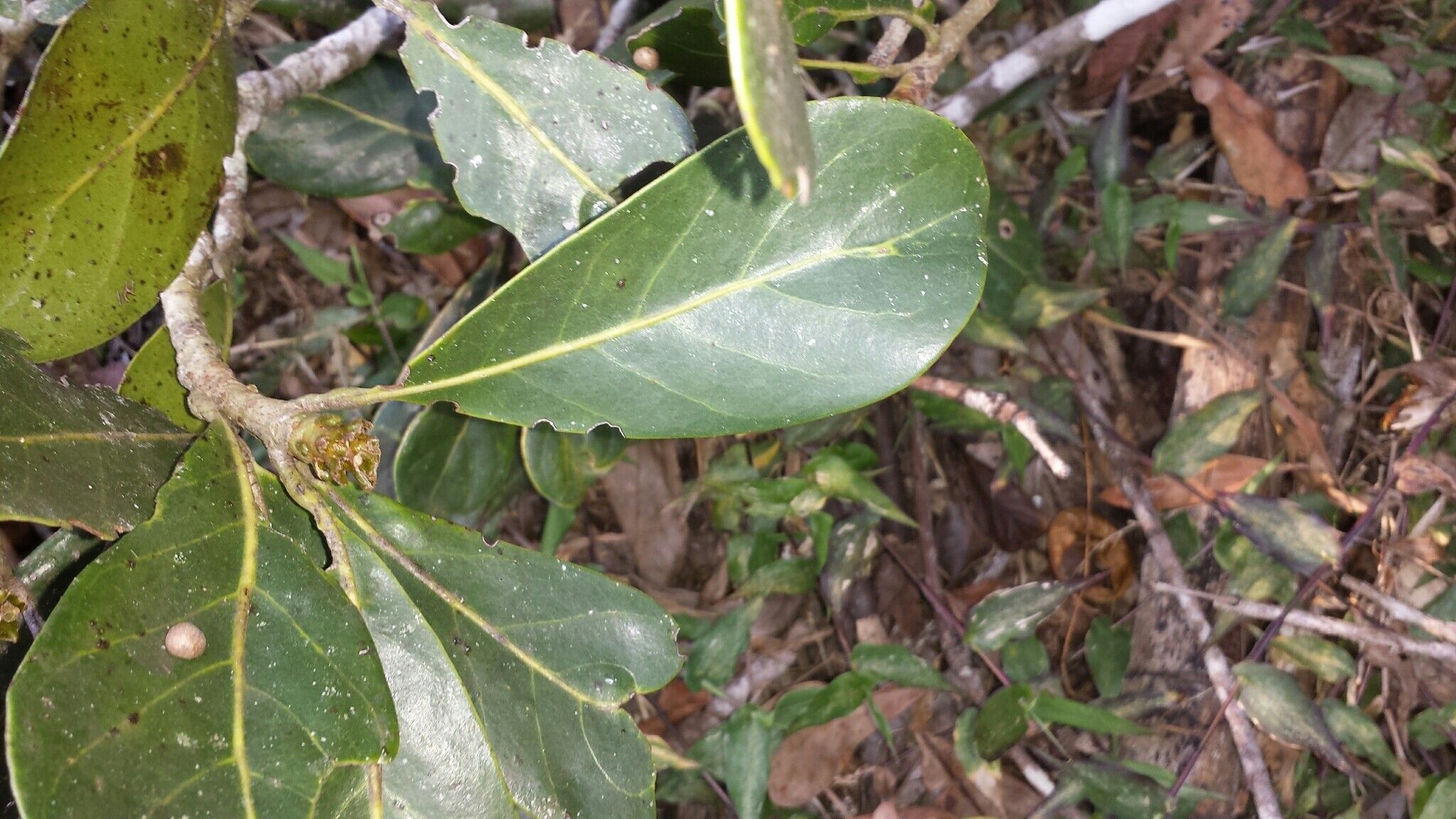 Uapaca louvelii — houseplant care guide