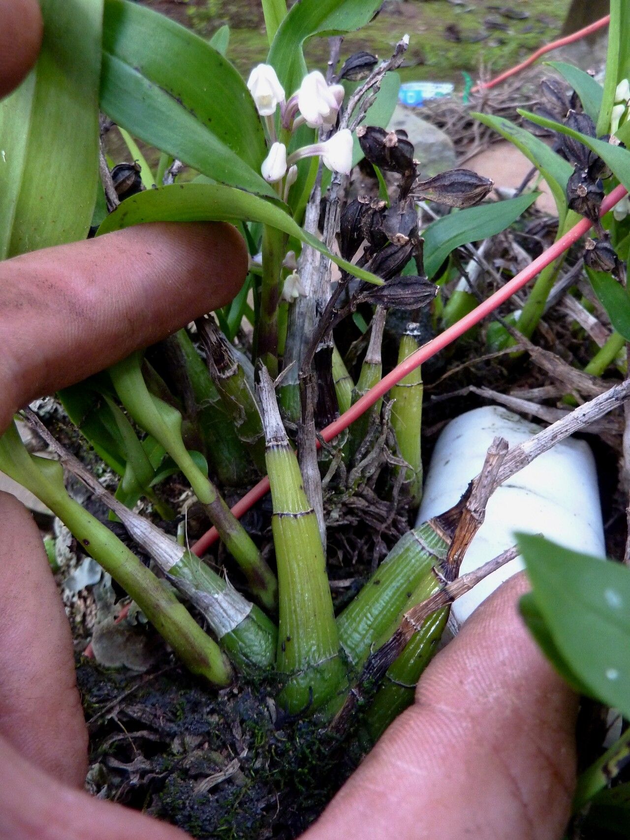 Polystachya subulata habit
