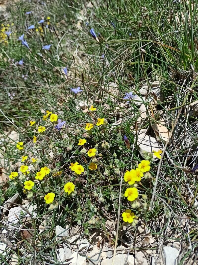 Helianthemum marifolium bark