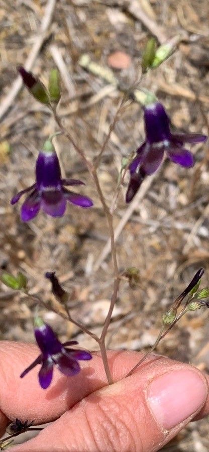 Leucocoryne purpurea — houseplant care guide