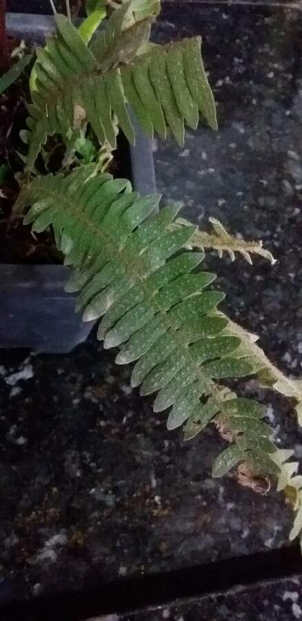 Serpocaulon loriciforme leaf