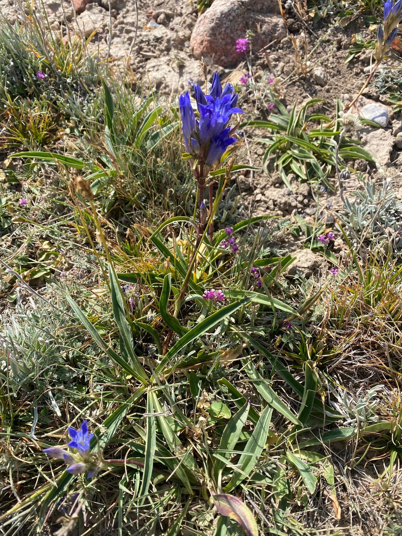 Gentiana affinis habit