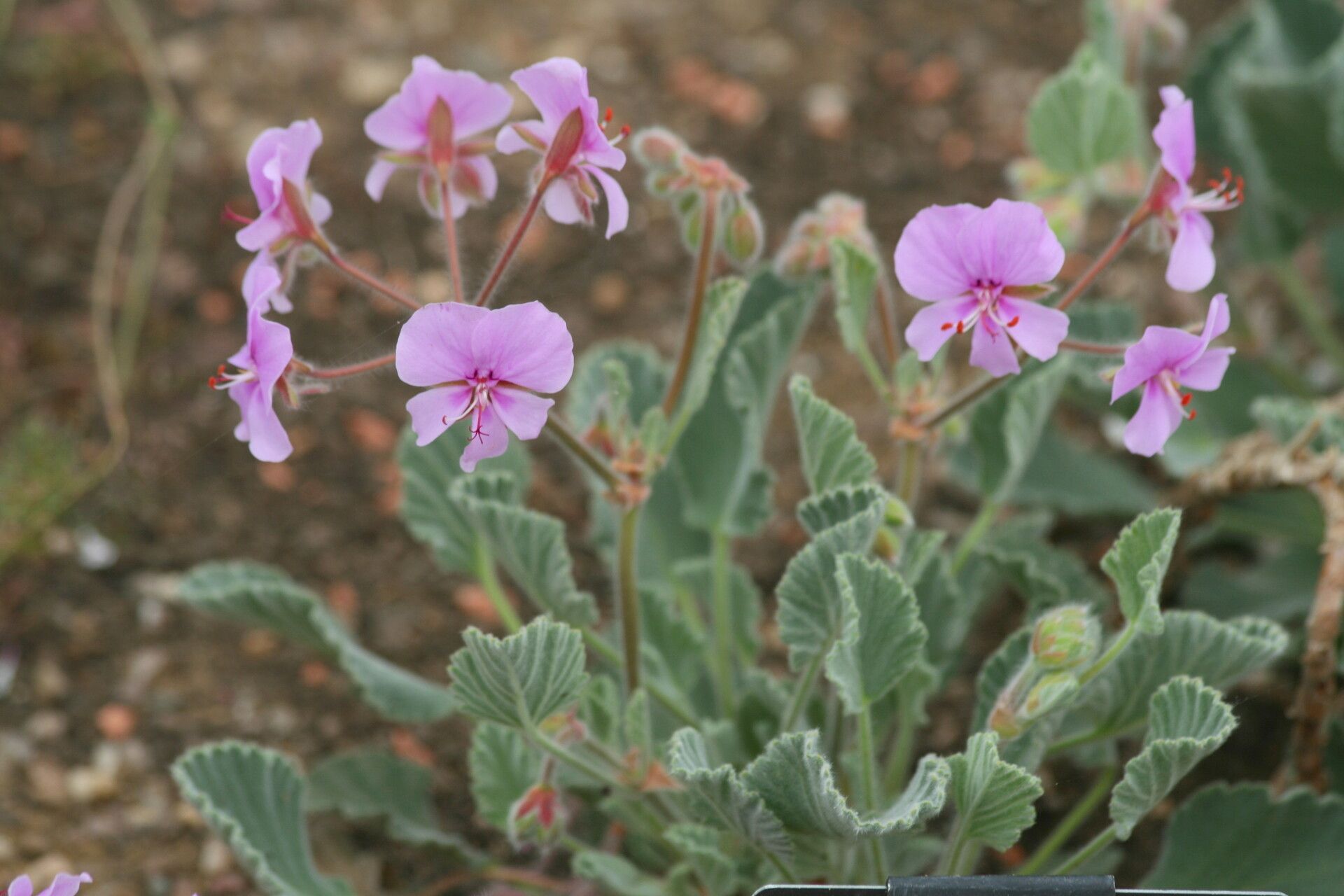 Pelargonium ovale flower