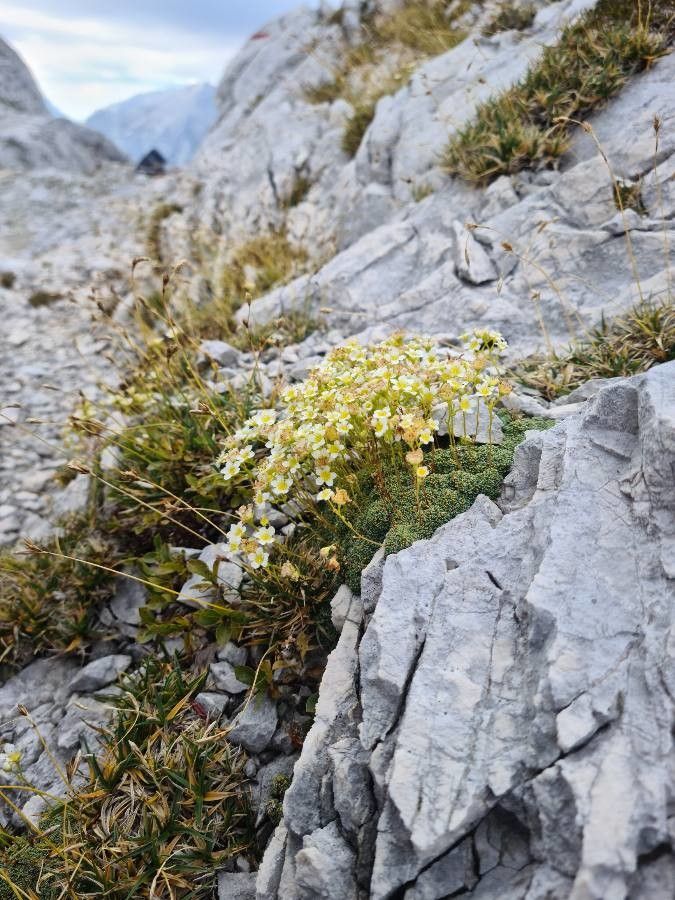 Saxifraga squarrosa flower