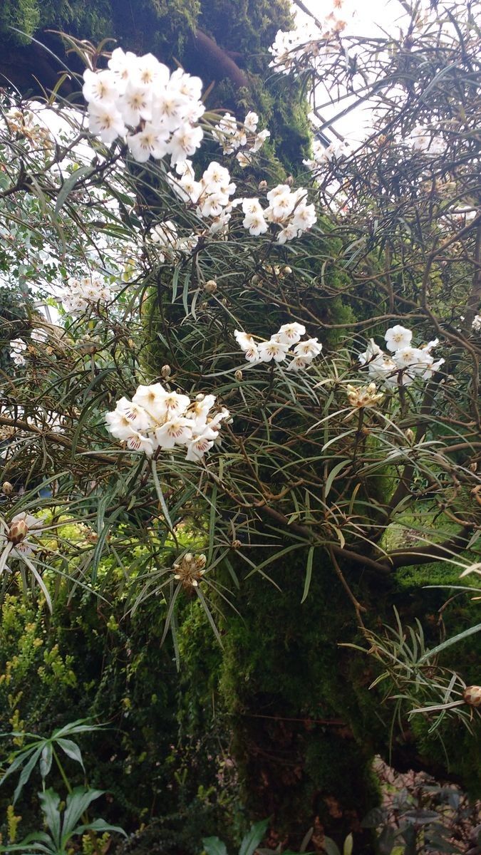 Rhododendron himantodes habit