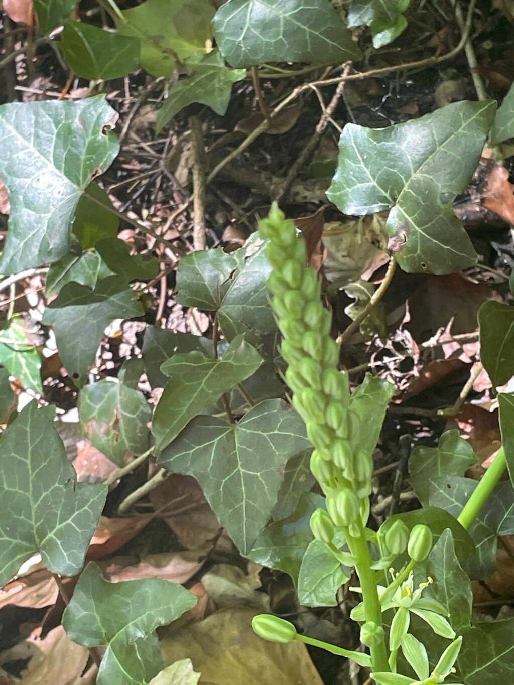 Loncomelos pyrenaicus flower