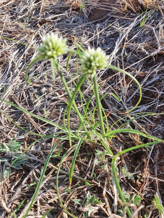 Cyperus niveus — search result for 'Cyperus'