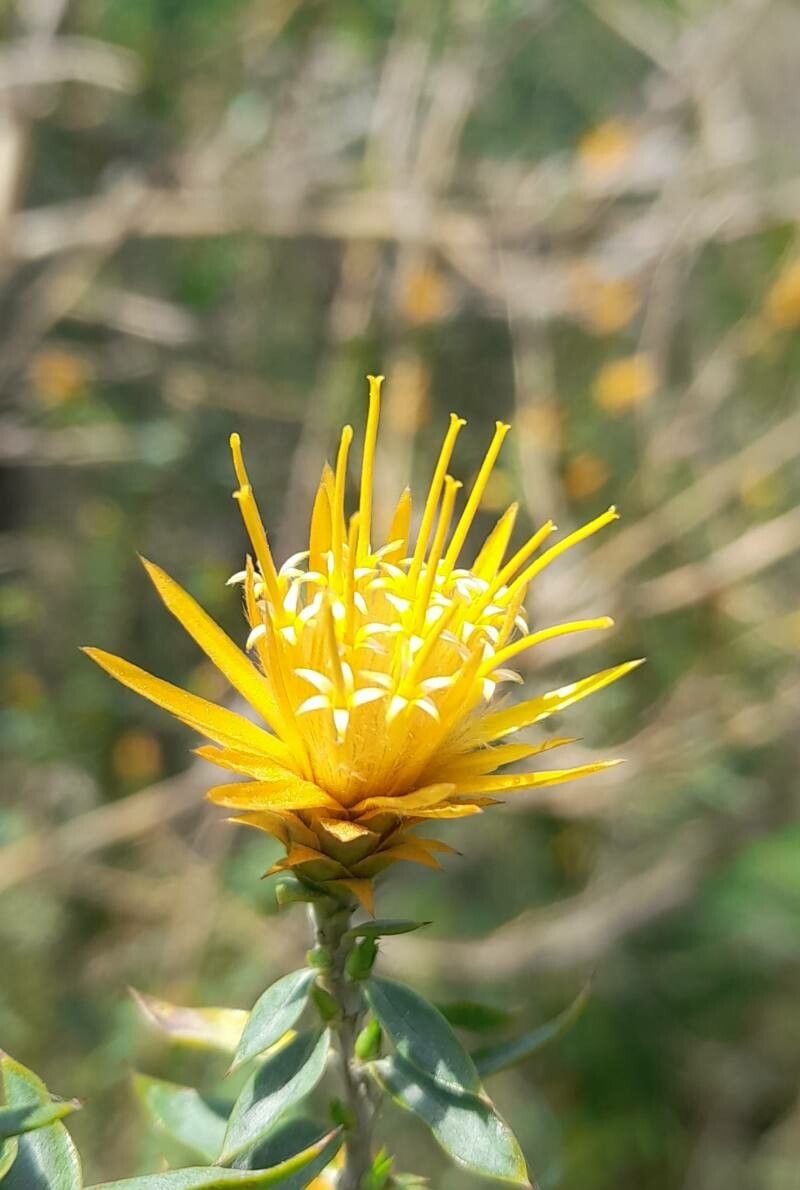 Chuquiraga parviflora flower