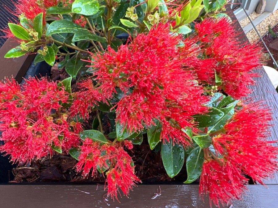 Metrosideros collina flower