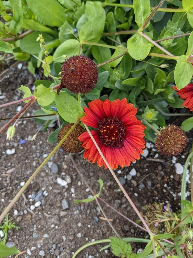 Gaillardia amblyodon