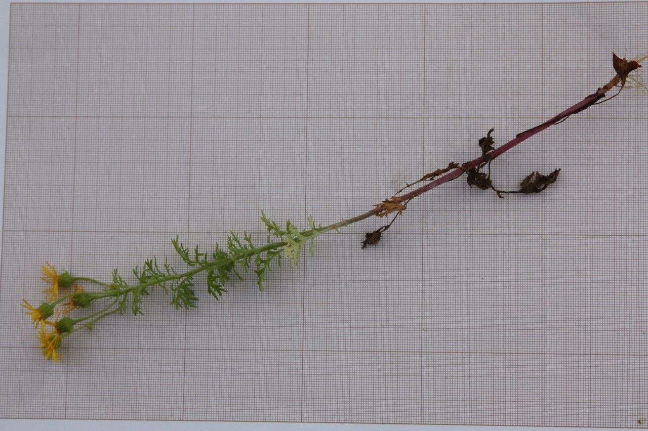 Jacobaea delphiniifolia habit