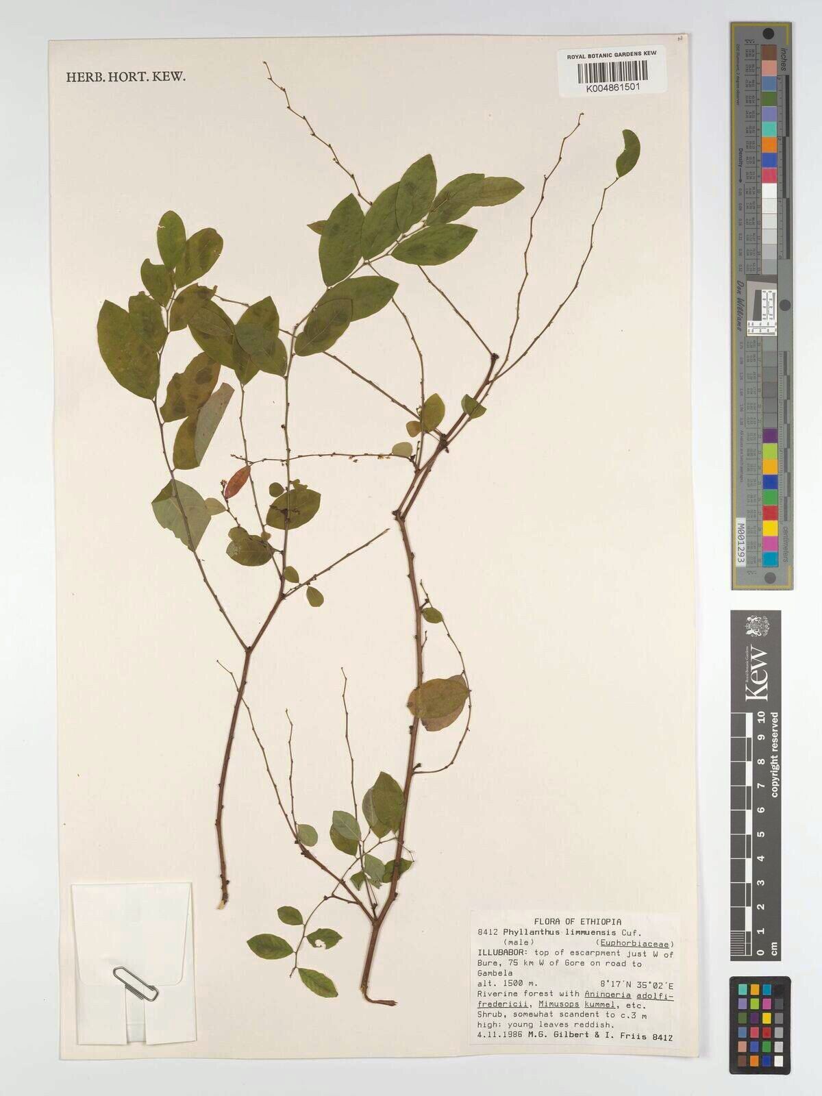 Phyllanthus limmuensis — houseplant care guide