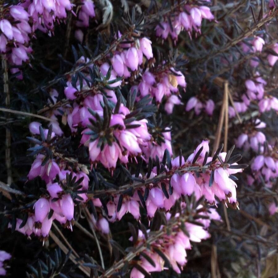 Erica cinerea flower