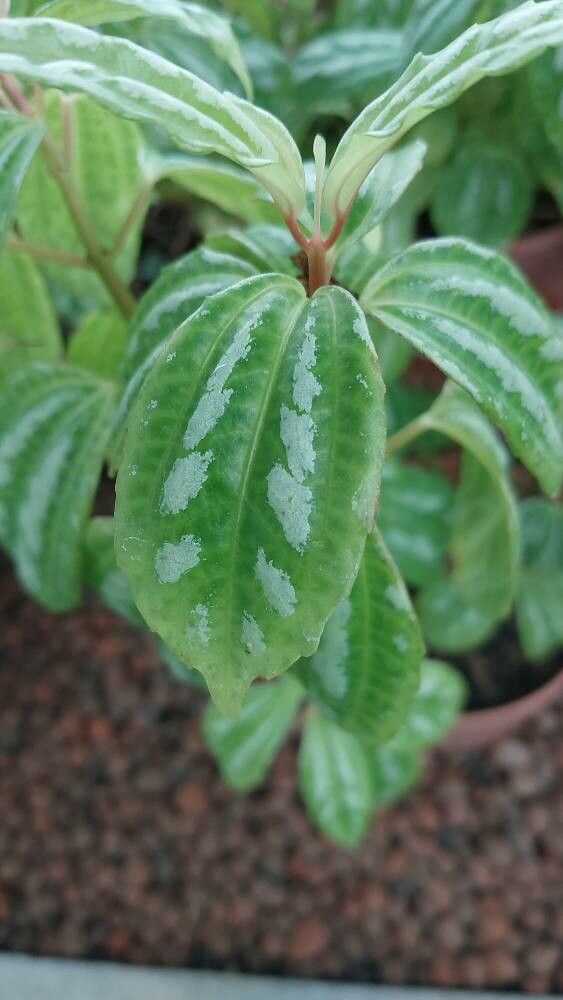 Pilea insolens — search result for 'Pilea'