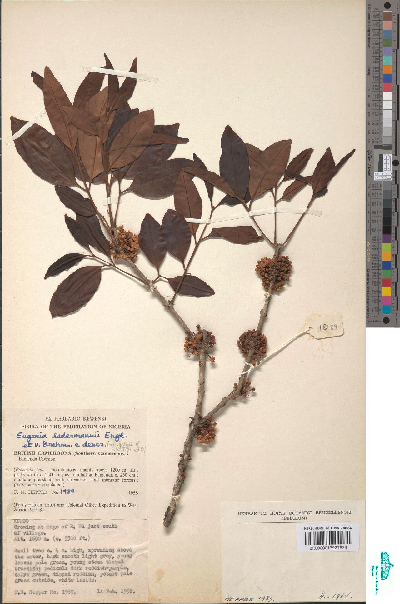 Eugenia ledermannii — houseplant care guide