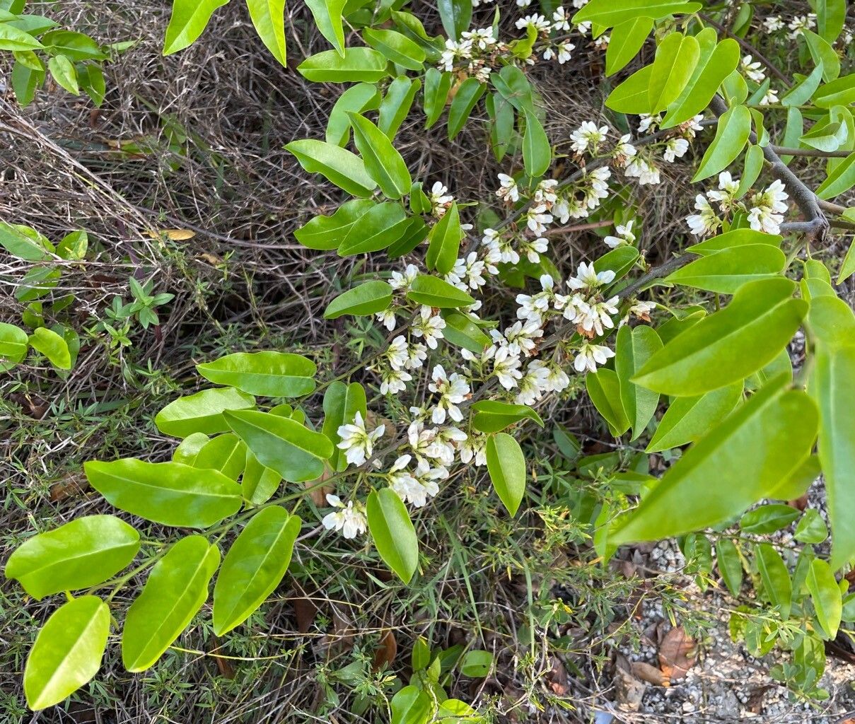 Dalbergia brownei — houseplant care guide