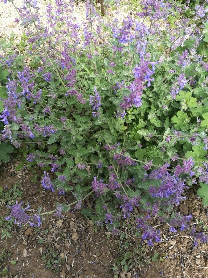 Nepeta grandiflora habit