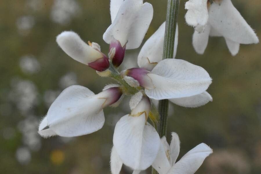 Genista monosperma flower
