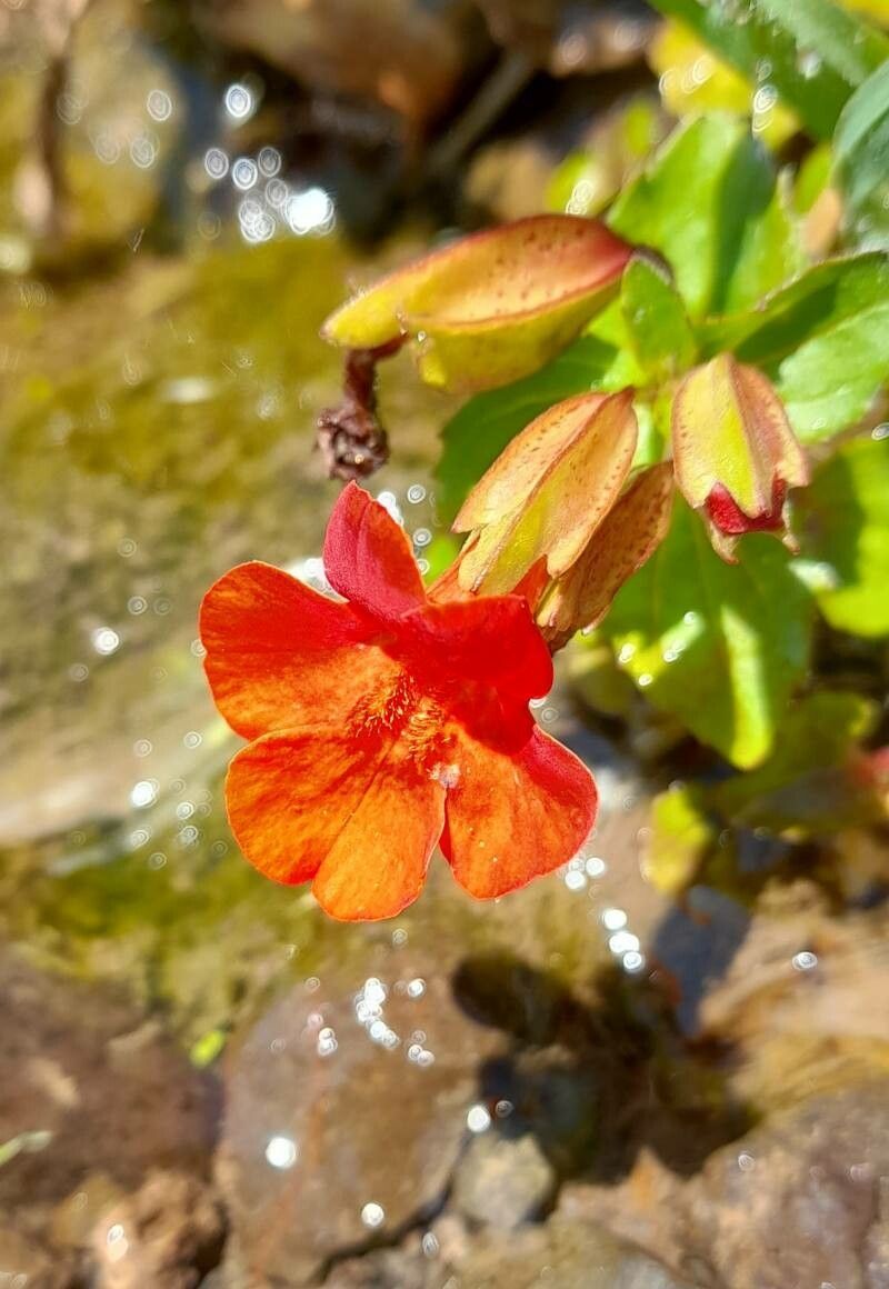 Mimulus cupreus flower