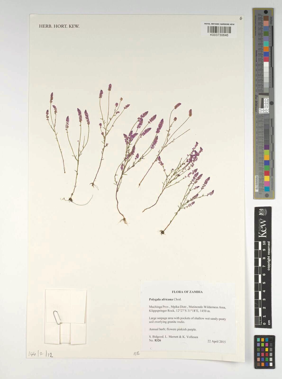 Polygala africana — related species from the same genus