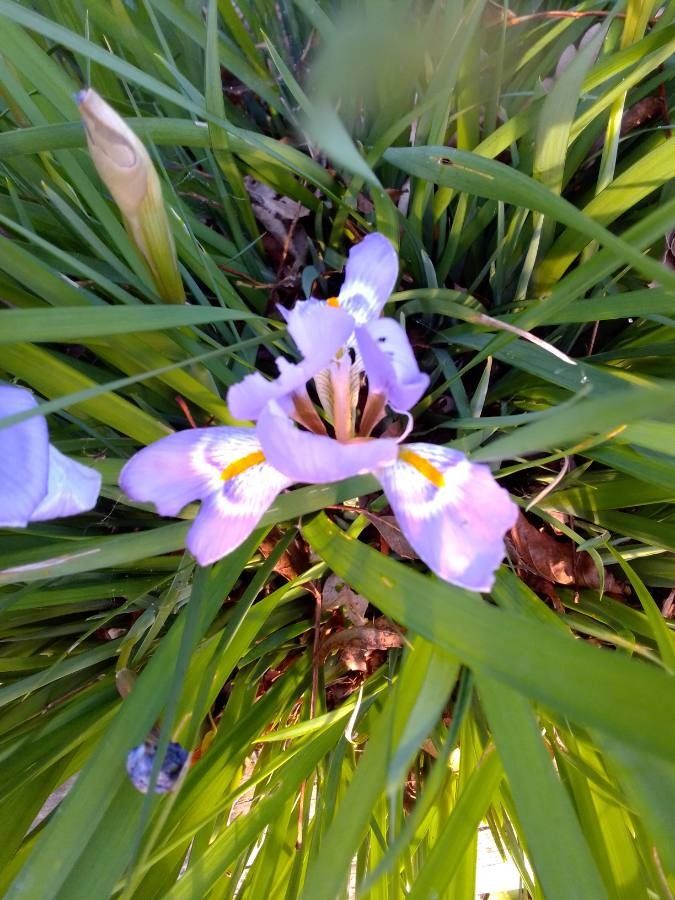 Iris unguicularis bark