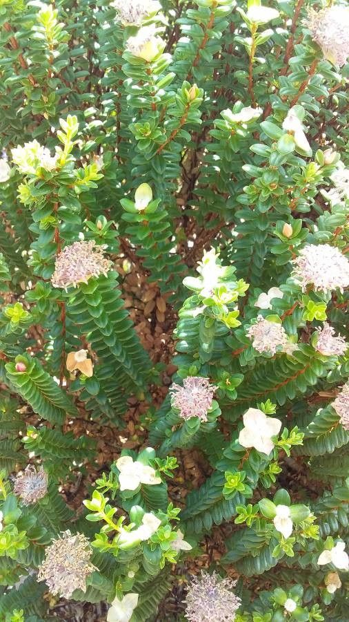 Pimelea rosea — search result for 'Thymelaeaceae'