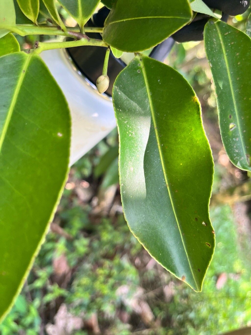 Adinandra dumosa leaf