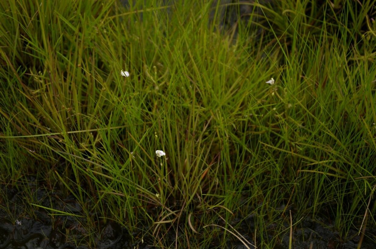 Utricularia pubescens habit
