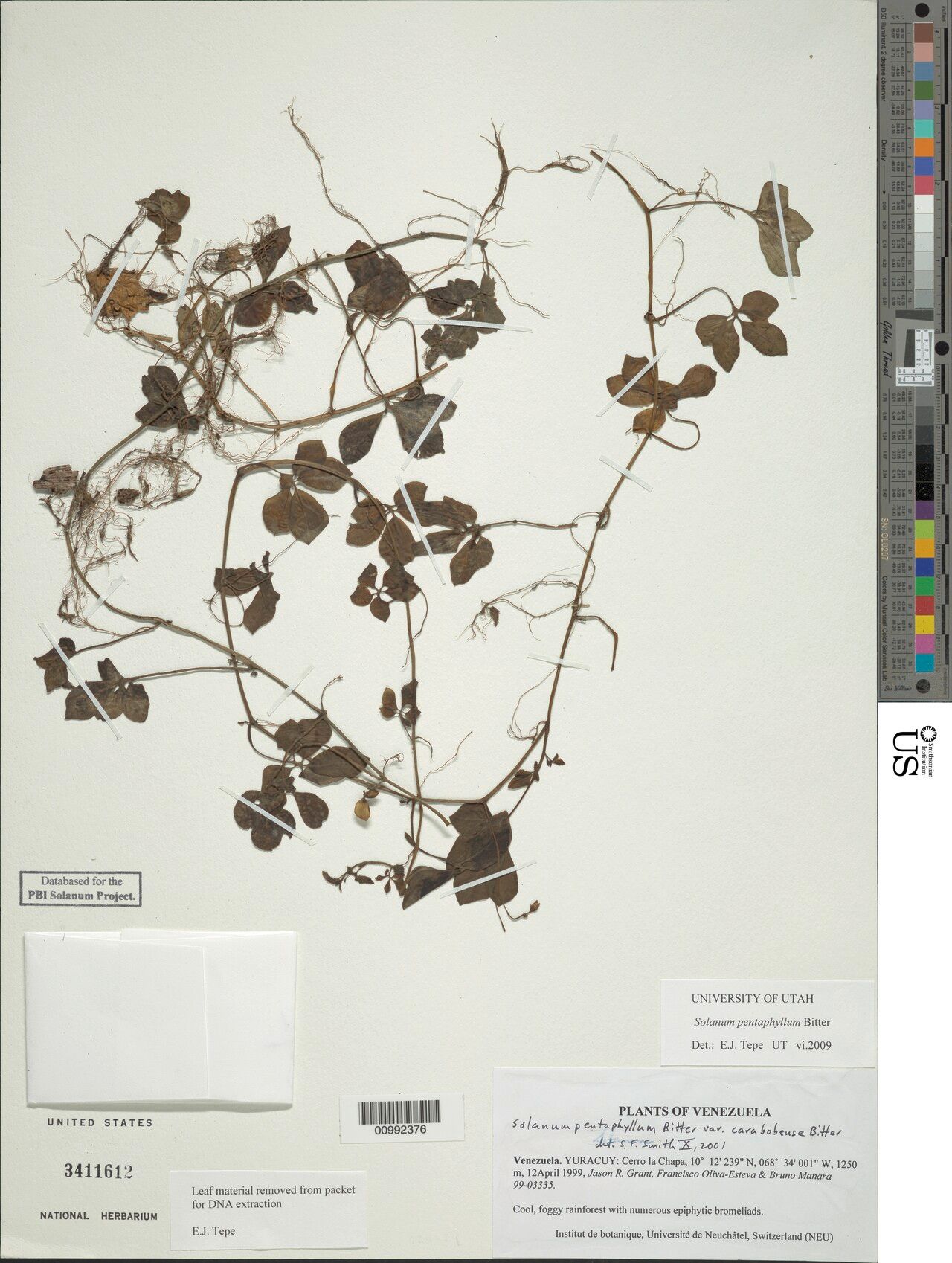 Solanum pentaphyllum — houseplant care guide