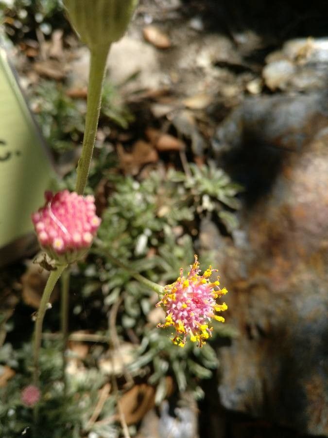 Jacobaea boissieri flower